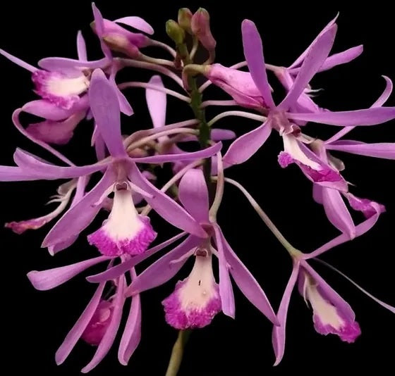 Pseudolaelia vellozicola