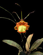 Carica l&#39;immagine nel visualizzatore Galleria, Psychopsis Mariposa
