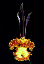 Carica l&#39;immagine nel visualizzatore Galleria, Psychopsis Mariposa
