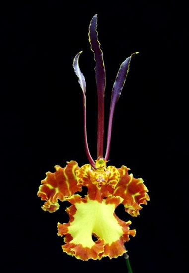 Psychopsis Mariposa