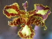 Psychopsis Mariposa 