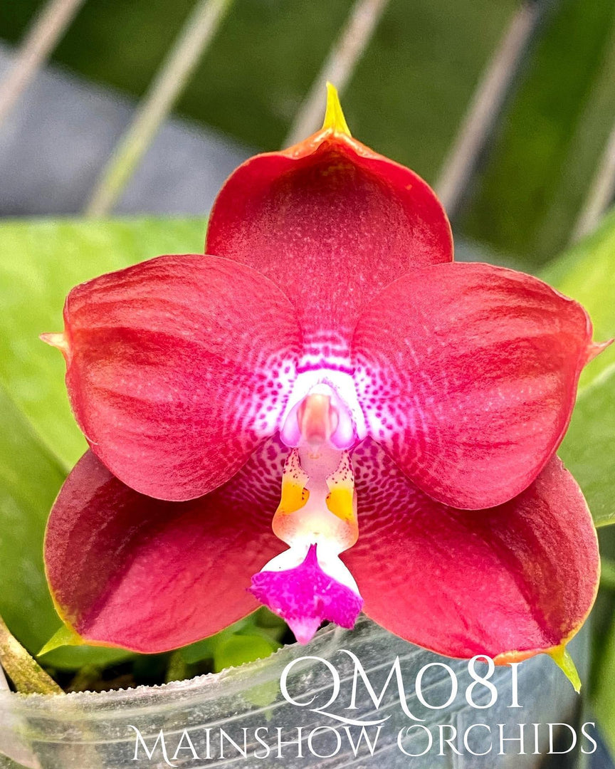 Phalaenopsis Yaphon Red Jewel x Ld Bear King (Clone) Mainshow