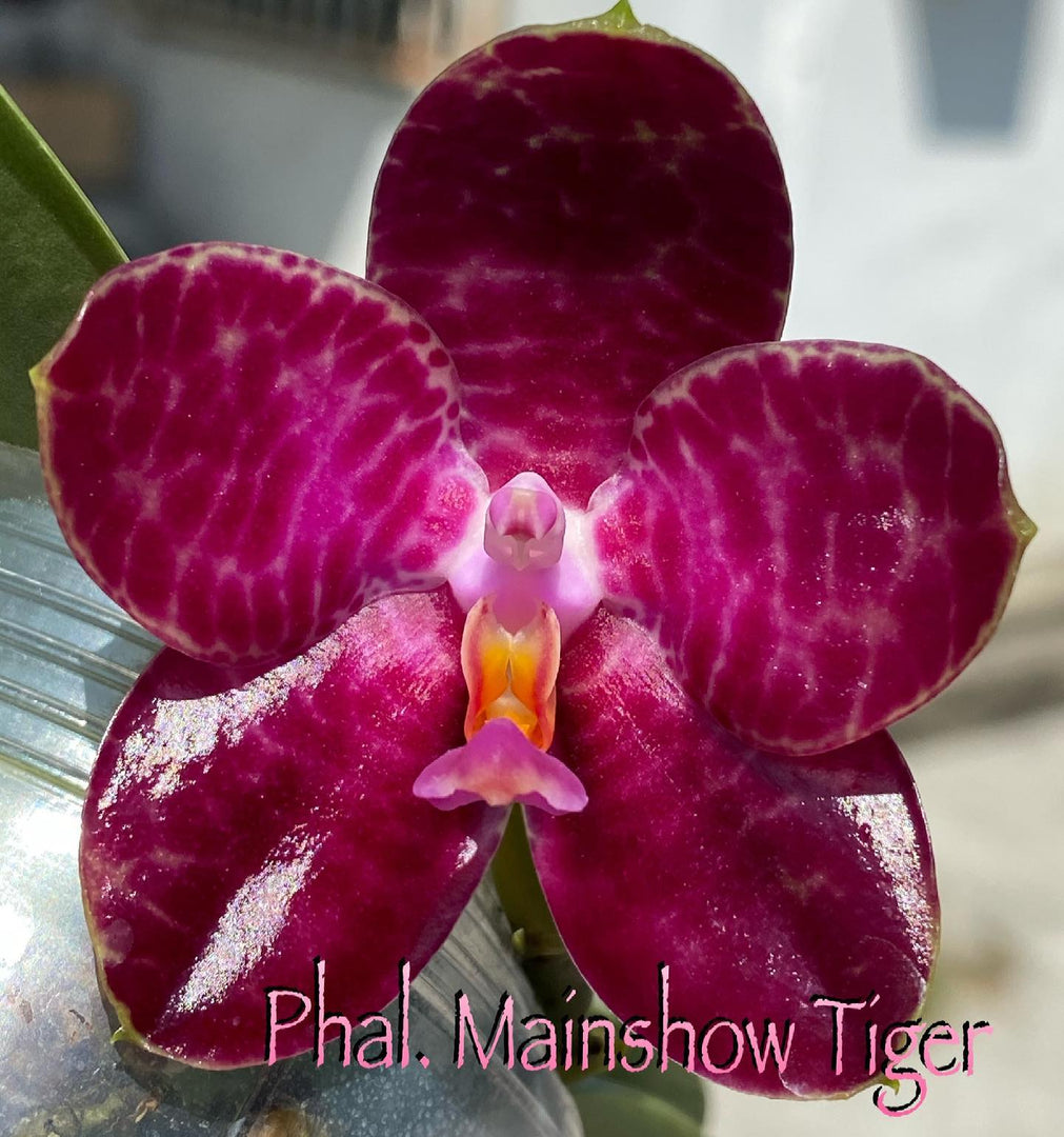 Phalaenopsis Mainshow Tiger (gigantea 'MS' x Miro Super Start 'MO198') Mainshow