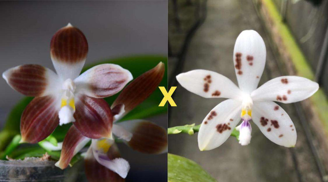 Phalaenopsis tetraspis var. coffee Mainshow
