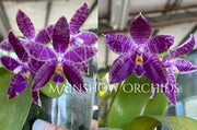 Phalaenopsis KS Blue Ludde (= KS Samera × lueddemanniana) Mainshow
