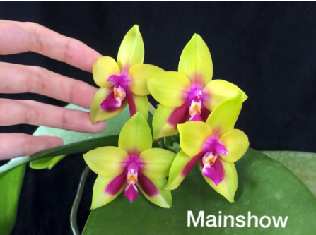 Phalaenopsis KS Happy Eagle 'Super'