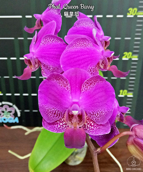 Phalaenopsis Queen Barry