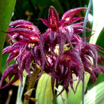 Load image into Gallery viewer, Bulbophyllum lasianthum