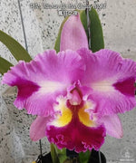 Carica l&#39;immagine nel visualizzatore Galleria, Rhyncholaeliocattleya Taiwan Yi Mei &#39;Crazy Night&#39;
