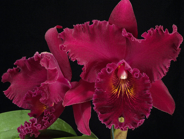 RLC Chialin Ruby 'Rose Lady'