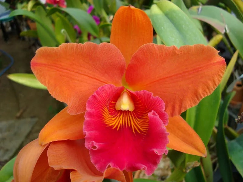 RLC Tzeng-Wen Sunset 'Orange'