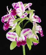 Carica l&#39;immagine nel visualizzatore Galleria, Brassolaeliocattleya Village Chief North &#39;Little Spirit&#39;
