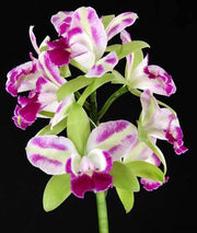 Brassolaeliocattleya Village Chief North 'Little Spirit'
