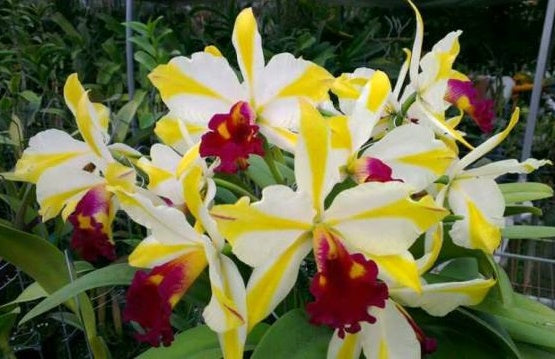 Rhyncattleanthe Fu shu Glory "happy Holiday"