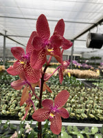 Carica l&#39;immagine nel visualizzatore Galleria, Ren. Kalsom x Phal. (Taisuco Desirous x Taiwan Diamond)
