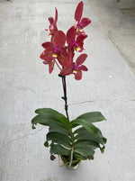 Carica l&#39;immagine nel visualizzatore Galleria, Ren. Kalsom x Phal. (Taisuco Desirous x Taiwan Diamond)
