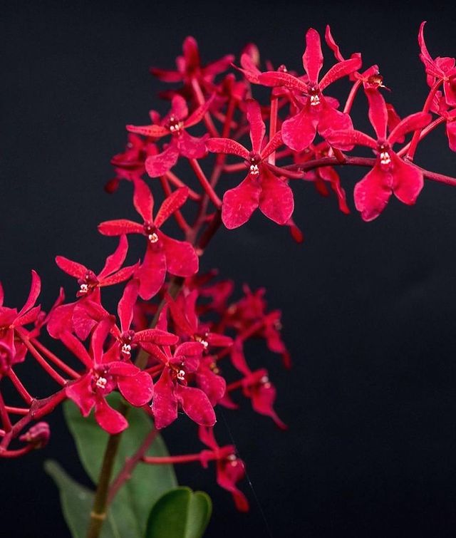 Renanthera Gerald Tan (Ren. Singapore Boy x Ren. Datin Blanche Olbery)