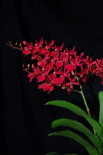 Carica l&#39;immagine nel visualizzatore Galleria, Renanthera Azimah x Bangkok Flame
