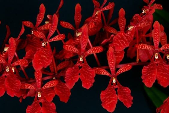Renanthera Kalsom x philippinensis