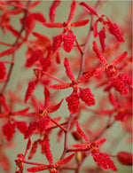 Carica l&#39;immagine nel visualizzatore Galleria, Renanthera King Crimson (philippinensis × monachica)
