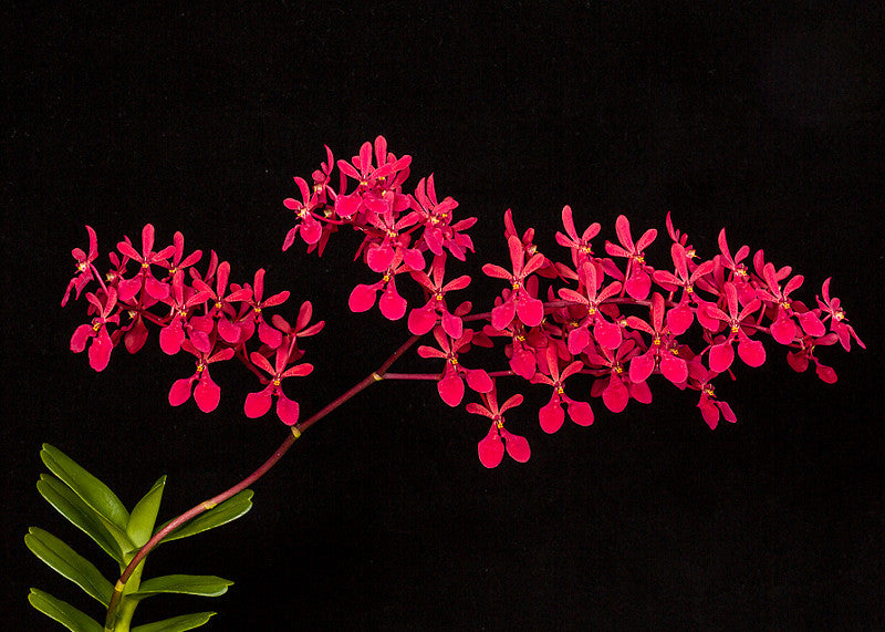 Renanthera Orchimia