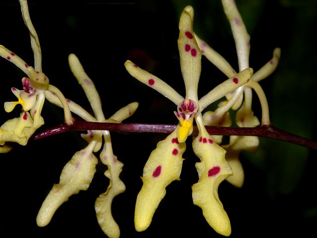 Renanthera citrina