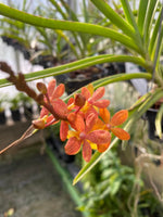 Carica l&#39;immagine nel visualizzatore Galleria, Renanthera monachica x Ascocentrum curvifolium
