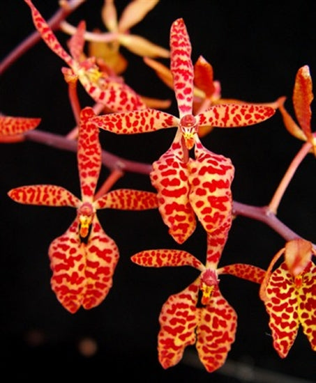 Renanthera monachica