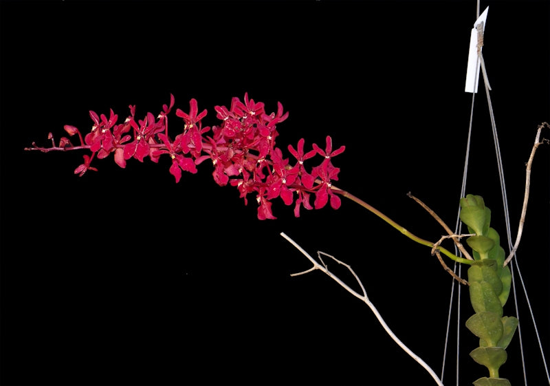 Renanthera philippinensis