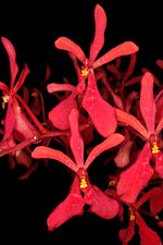 Carica l&#39;immagine nel visualizzatore Galleria, Renanthera philippinensis
