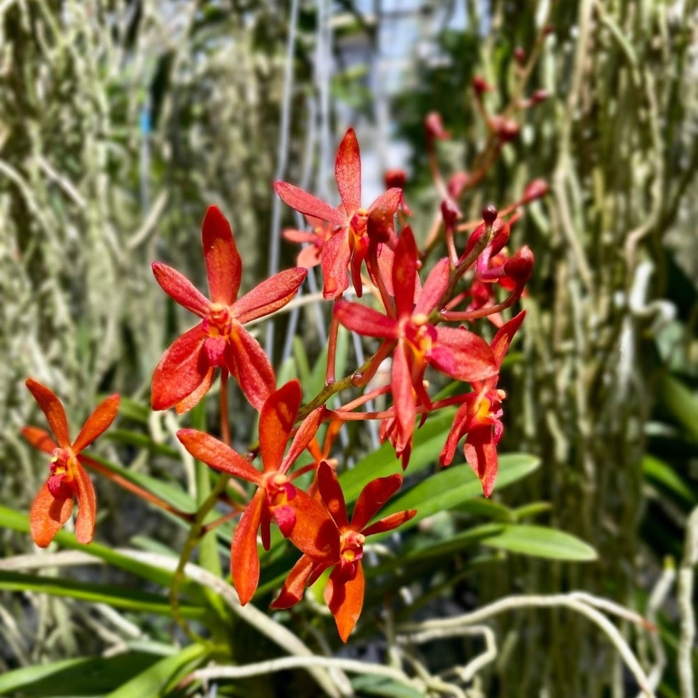 Renanthera philippinensis x Vanda falcata