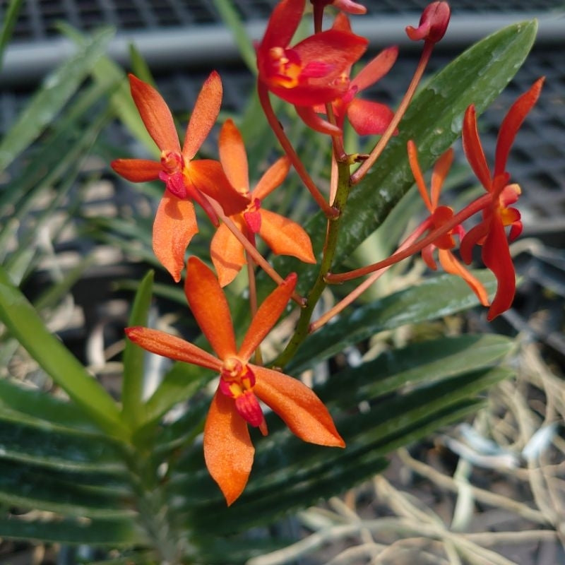 Renanthera philippinensis x Vanda falcata