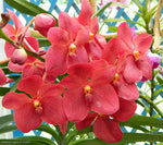 Carica l&#39;immagine nel visualizzatore Galleria, Renanthera storeii x V.Dr Anek
