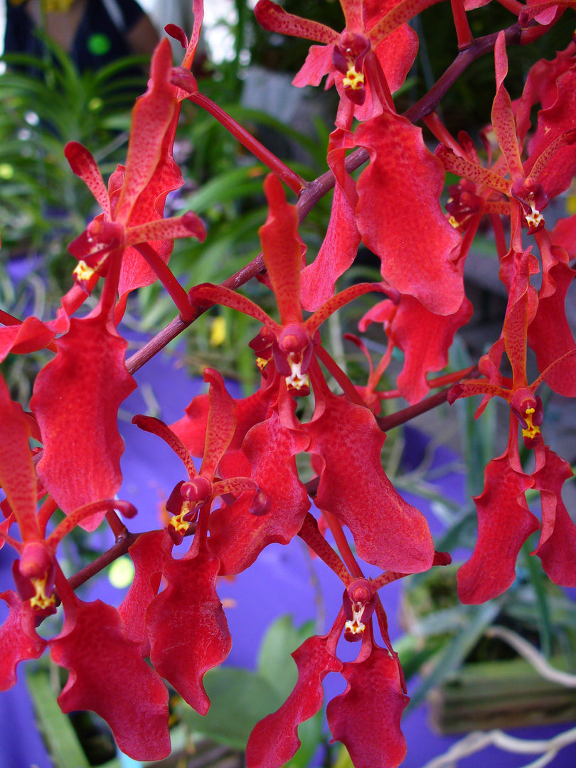Renanthera kilauea