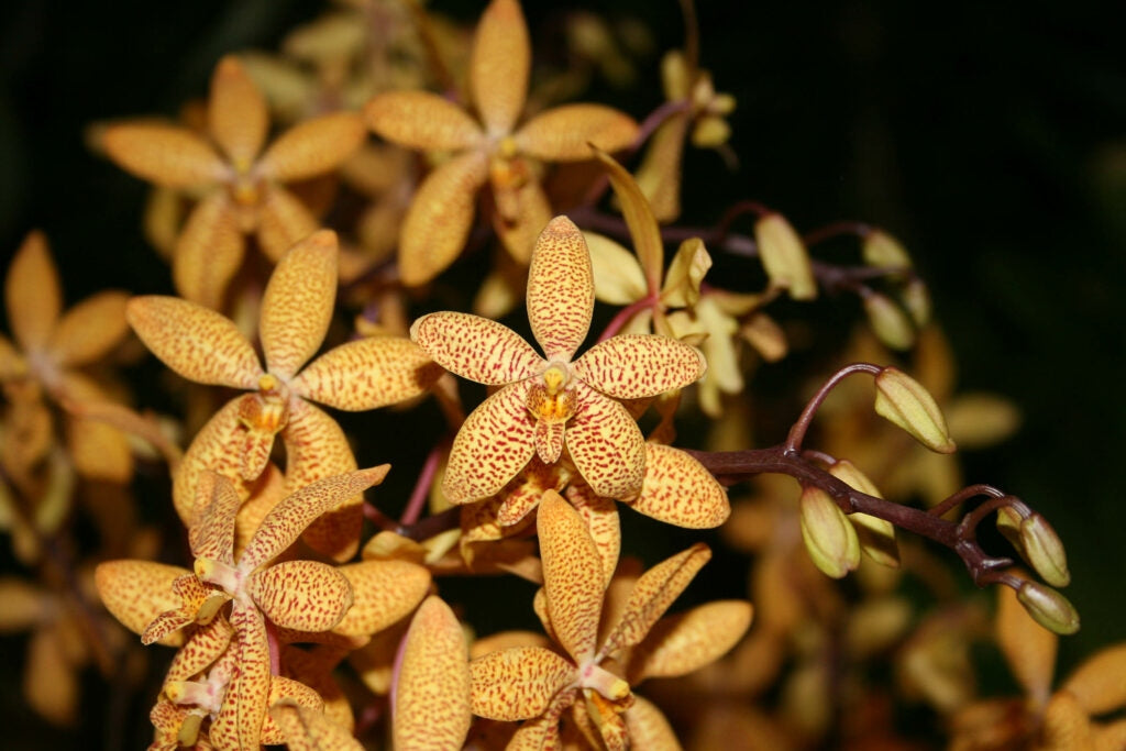 Renanthopsis Mildred Jameson (Renanthera monachica x Phalaenopsis stuartiana)