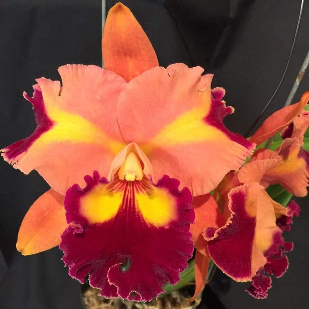 Rhyncattleanthe Chief Queen ’Lightning’ (Rlc. Taiwan Queen × Rth. Chief Sweet Orange)