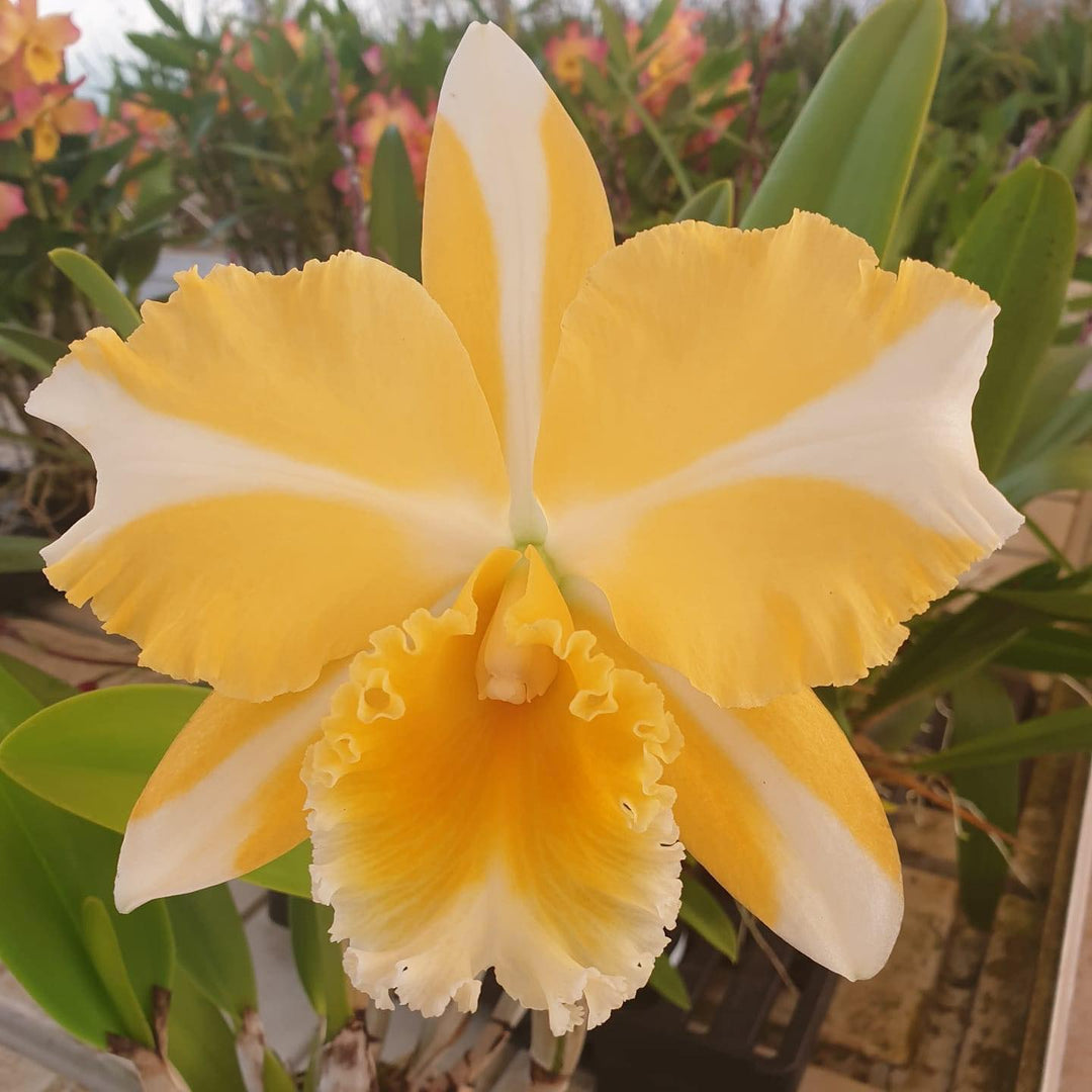 Rhyncattleanthe Nell Hammer