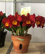 Carica l&#39;immagine nel visualizzatore Galleria, Rhyncattleanthe Smiley Kiss &#39;Wilson&#39;
