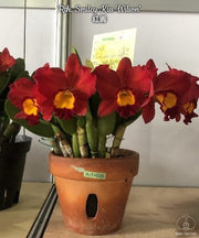 Rhyncattleanthe Smiley Kiss 'Wilson'