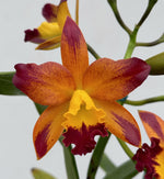 Carica l'immagine nel visualizzatore Galleria, Cattlianthe Varut Startrack 'Golden Tiger'