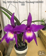 Carica l&#39;immagine nel visualizzatore Galleria, Rhynchobrassoleya TLDC Divine Phoenix &#39;Pterodactyl&#39; SM/WOC
