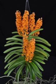 Rhynchocentrum Ladda Gold