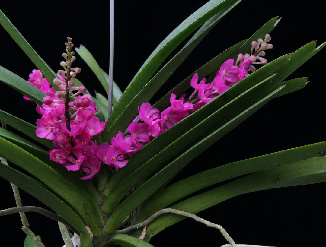 Rhynchocentrum Lilac Blossom