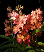 Rhynchocentrum Sagarik (Ascocentrum curvifolium x Rhynchostylis coelestis