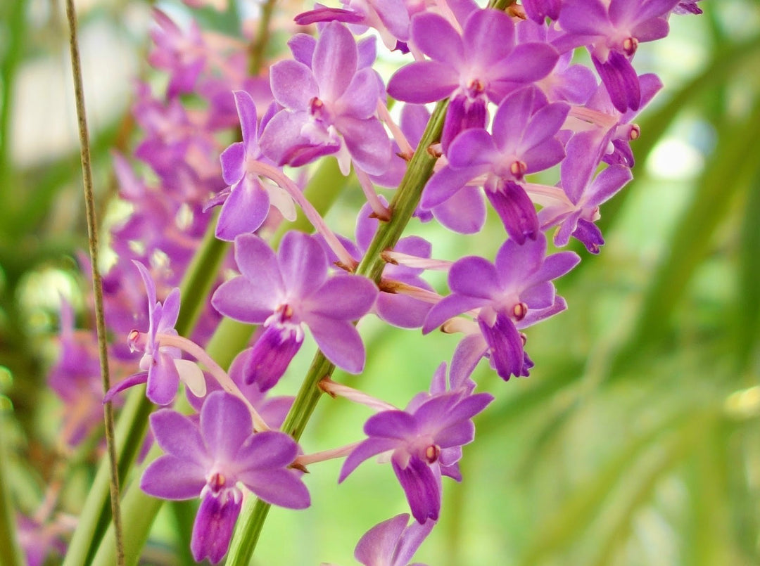 Rhyncodenia Magic Wand Pink