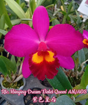 Rhyncholaeliocattleya Hsinying Dream 'Violet Queen'(C. Love Castle x Rlc. Birthday Dream)