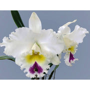 Rhyncholaeliocattleya Liou Hope 'Red in Snow'