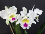 Carica l&#39;immagine nel visualizzatore Galleria, Rhyncholaeliocattleya Liou Hope &#39;Red in Snow&#39;
