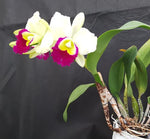 Carica l&#39;immagine nel visualizzatore Galleria, Rhyncholaeliocattleya Memoria Anna Balmores (C. Mem. Robert Strait × Rlc. Good News)
