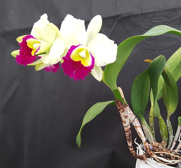 Rhyncholaeliocattleya Memoria Anna Balmores (C. Mem. Robert Strait × Rlc. Good News)